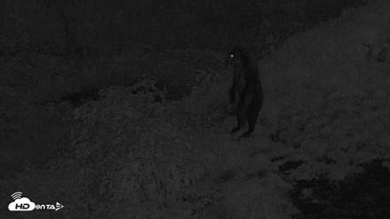 Kodiak Alaska Brown Bears Live Webcam - Aug 18, 2026, 10:35pm AKDT