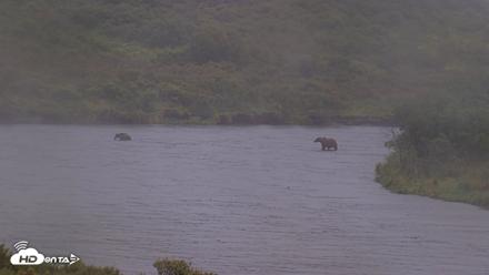 Kodiak Alaska Brown Bears Live Webcam - Sep 4, 2026, 7:31pm AKDT