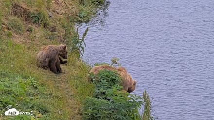 Kodiak Alaska Brown Bears Live Webcam - Aug 3, 2026, 4:57pm AKDT