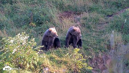 Kodiak Alaska Brown Bears Live Webcam - Aug 26, 2026, 7:47pm AKDT