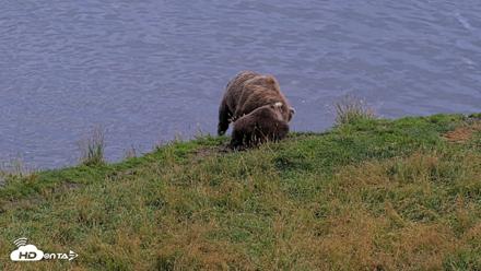 Kodiak Alaska Brown Bears Live Webcam - Aug 20, 2026, 8:23pm AKDT