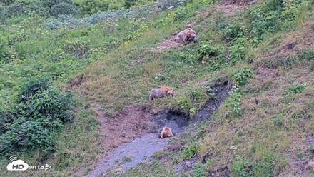 Kodiak Alaska Brown Bears Live Webcam - Aug 3, 2026, 3:04pm AKDT