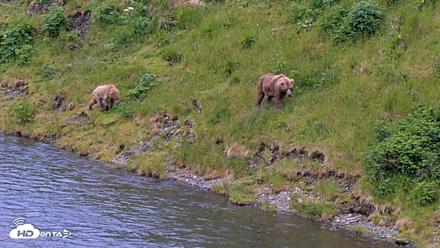 Kodiak Alaska Brown Bears Live Webcam - Jul 19, 2026, 8:45pm AKDT