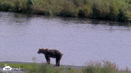 Kodiak Alaska Brown Bears Live Webcam - Aug 21, 2026, 2:30pm AKDT