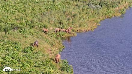 Kodiak Alaska Brown Bears Live Webcam - Jul 28, 2026, 6:52pm AKDT