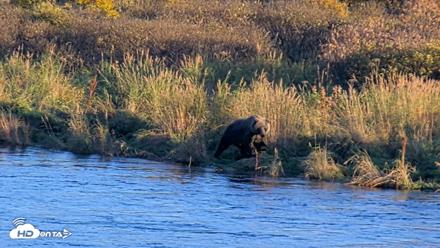 Kodiak Alaska Brown Bears Live Webcam - Oct 1, 2026, 6:51pm AKDT