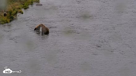 Kodiak Alaska Brown Bears Live Webcam - Aug 12, 2026, 4:14pm AKDT