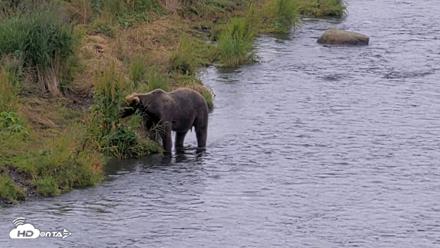 Kodiak Alaska Brown Bears Live Webcam - Aug 11, 2026, 8:44am AKDT