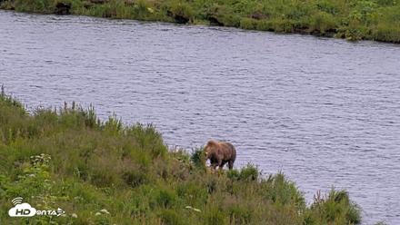 Kodiak Alaska Brown Bears Live Webcam - Aug 4, 2026, 4:28pm AKDT