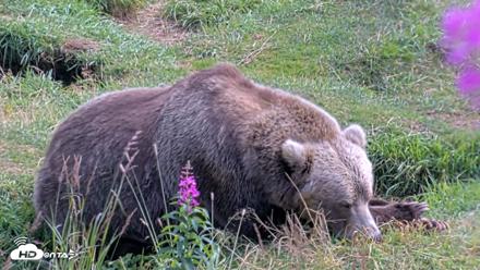 Kodiak Alaska Brown Bears Live Webcam - Aug 22, 2026, 2:21pm AKDT