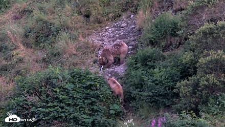 Kodiak Alaska Brown Bears Live Webcam - Aug 8, 2026, 10:18pm AKDT