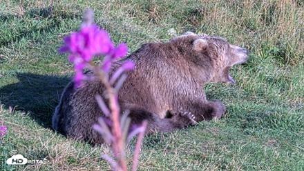 Kodiak Alaska Brown Bears Live Webcam - Aug 23, 2026, 6:43pm AKDT