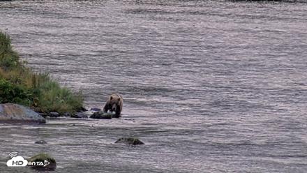 Kodiak Alaska Brown Bears Live Webcam - Aug 22, 2026, 7:53pm AKDT