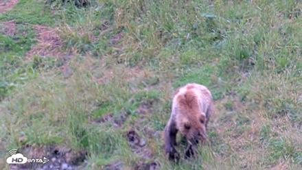 Kodiak Alaska Brown Bears Live Webcam - Aug 7, 2026, 3:40pm AKDT