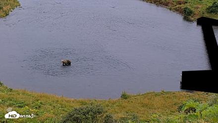 Kodiak Alaska Brown Bears Live Webcam - Aug 10, 2026, 8:41pm AKDT