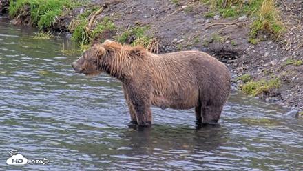 Kodiak Alaska Brown Bears Live Webcam - Aug 14, 2026, 4:39pm AKDT