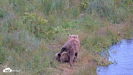 Kodiak Alaska Brown Bears Live Webcam - Jul 31, 2026, 9:15pm AKDT