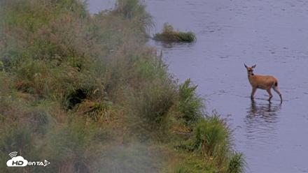 Kodiak Alaska Brown Bears Live Webcam - Aug 19, 2026, 10:55am AKDT