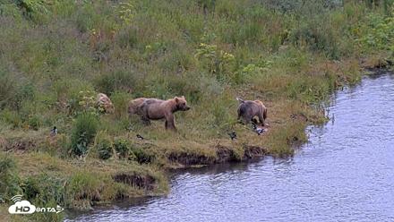 Kodiak Alaska Brown Bears Live Webcam - Aug 2, 2026, 12:23pm AKDT