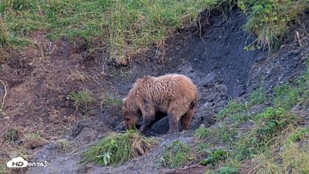 Kodiak Alaska Brown Bears Live Webcam - Aug 7, 2026, 9:17pm AKDT