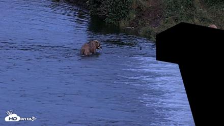 Kodiak Alaska Brown Bears Live Webcam - Jul 26, 2026, 11:15pm AKDT