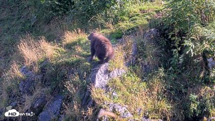 Kodiak Alaska Brown Bears Live Webcam - Aug 23, 2026, 6:09pm AKDT