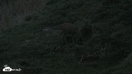 Kodiak Alaska Brown Bears Live Webcam - Oct 6, 2026, 8:03pm AKDT