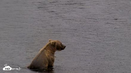 Kodiak Alaska Brown Bears Live Webcam - Aug 16, 2026, 2:54pm AKDT