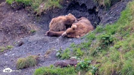 Kodiak Alaska Brown Bears Live Webcam - Aug 22, 2026, 4:01pm AKDT