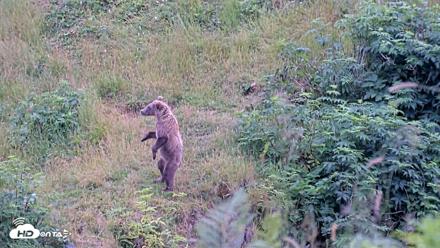 Kodiak Alaska Brown Bears Live Webcam - Aug 10, 2026, 6:45pm AKDT