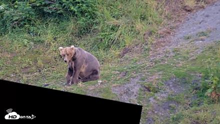 Kodiak Alaska Brown Bears Live Webcam - Jul 28, 2026, 9:49pm AKDT