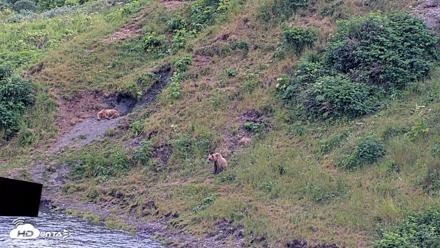 Kodiak Alaska Brown Bears Live Webcam - Aug 1, 2026, 7:57pm AKDT