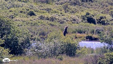 Kodiak Alaska Brown Bears Live Webcam - Jul 30, 2026, 10:59am AKDT