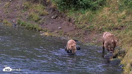 Kodiak Alaska Brown Bears Live Webcam - Aug 13, 2026, 8:27pm AKDT