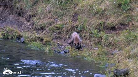 Kodiak Alaska Brown Bears Live Webcam - Aug 3, 2026, 6:43am AKDT