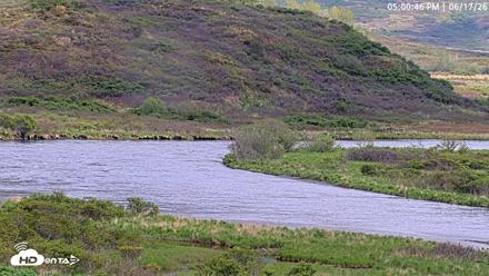 Kodiak Alaska Brown Bears Live Webcam - Jun 17, 2026, 5:01pm AKDT