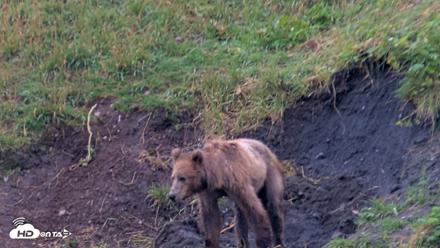 Kodiak Alaska Brown Bears Live Webcam - Aug 7, 2026, 7:43am AKDT