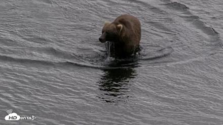 Kodiak Alaska Brown Bears Live Webcam - Aug 20, 2026, 5:43pm AKDT