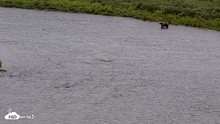 Kodiak Alaska Brown Bears Live Webcam - Aug 7, 2026, 10:57am AKDT