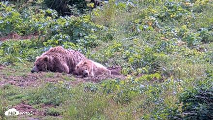 Kodiak Alaska Brown Bears Live Webcam - Aug 6, 2026, 3:13pm AKDT