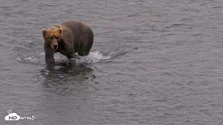 Kodiak Alaska Brown Bears Live Webcam - Aug 12, 2026, 1:16pm AKDT