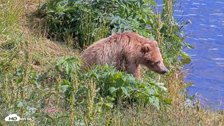 Kodiak Alaska Brown Bears Live Webcam - Aug 2, 2026, 4:29pm AKDT