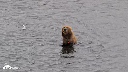 Kodiak Alaska Brown Bears Live Webcam - Aug 3, 2026, 3:34pm AKDT