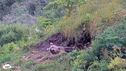 Kodiak Alaska Brown Bears Live Webcam - Aug 14, 2026, 6:43pm AKDT