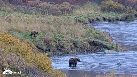 Kodiak Alaska Brown Bears Live Webcam - Oct 6, 2026, 11:30am AKDT
