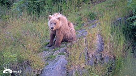 Kodiak Alaska Brown Bears Live Webcam - Jul 26, 2026, 10:04pm AKDT