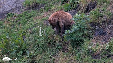 Kodiak Alaska Brown Bears Live Webcam - Aug 11, 2026, 7:31am AKDT