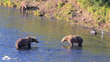 Kodiak Alaska Brown Bears Live Webcam - Aug 21, 2026, 9:09am AKDT