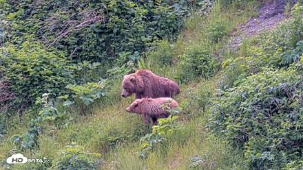 Kodiak Alaska Brown Bears Live Webcam - Jul 15, 2026, 1:50pm AKDT