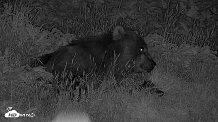 Kodiak Alaska Brown Bears Live Webcam - Aug 1, 2026, 12:55am AKDT